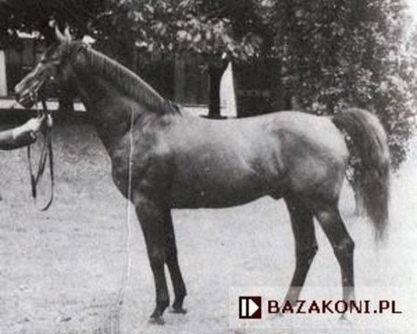 stallion Blagier AA (Little-Poland (malopolska), 1976, from Amok AA)
