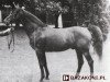 stallion Blagier AA (Little-Poland (malopolska), 1976, from Amok AA)