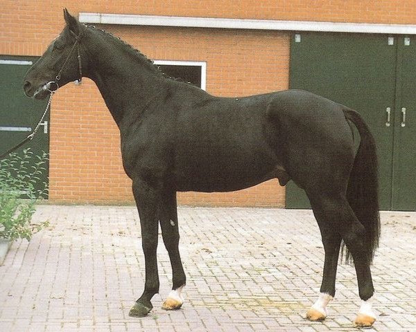 stallion Darnels (Dutch Warmblood, 1985, from Lucky Boy xx)