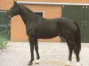 stallion Darnels (KWPN (Royal Dutch Sporthorse), 1985, from Lucky Boy xx)