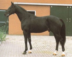 Deckhengst Darnels (KWPN (Niederländisches Warmblut), 1985, von Lucky Boy xx)