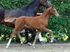 jumper Otto 204 (German Riding Pony, 2012, from Chic in Time)