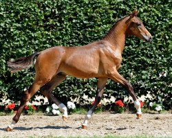 dressage horse First Pitch (Westphalian, 2011, from First Selection)