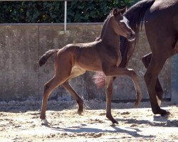 dressage horse Stute von Fynch Hatton / Totilas (Oldenburg, 2022, from Fynch Hatton)