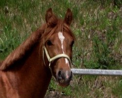 dressage horse Kolvenfeld's Dumas (German Riding Pony, 2010, from Di Resta AT)