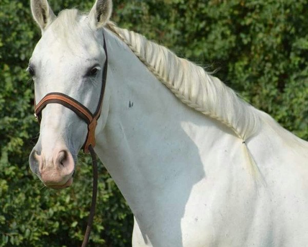 Springpferd Carthago CD (Ungarisches Warmblut, 2006)