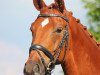 dressage horse Fürst Edition (Rhinelander, 2009, from Fürst Romancier)