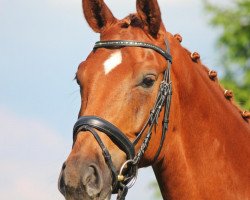 dressage horse Fürst Edition (Rhinelander, 2009, from Fürst Romancier)