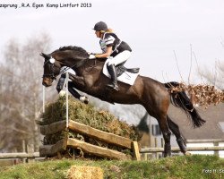 Springpferd Herzsprung (Trakehner, 2001, von Gipsy King)