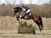 dressage horse Athlone Bob (Irish Sport Horse, 2002)