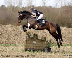 Dressurpferd Athlone Bob (Irish Sport Horse, 2002)