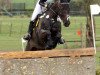 dressage horse Kaiserlicht (German Riding Pony, 2001, from Kaiserstolz)