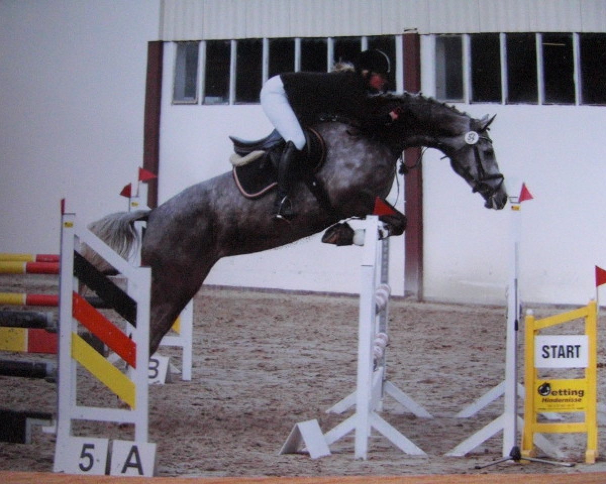 broodmare Crystal Rock RH (Westphalian, 2007, from Cornado NRW)