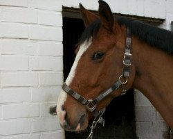 horse Golden Browny (Mecklenburg, 2004, from Garejev M)