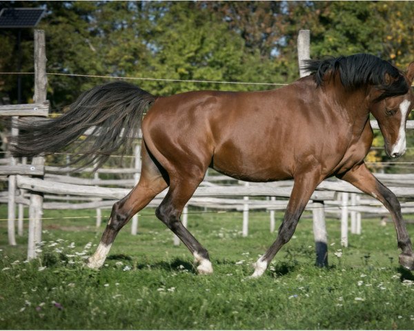 Dressurpferd Cavallo du Bois (Deutsches Reitpony, 2012, von FS Champion de Luxe)