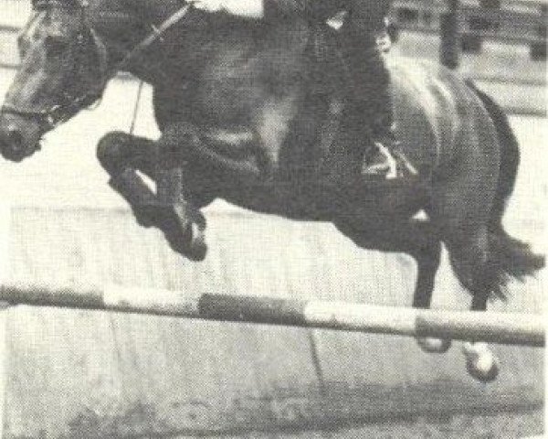 stallion Zevenster (Dutch Warmblood, 1981, from Almé)