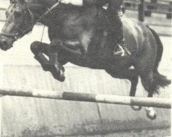 stallion Zevenster (KWPN (Royal Dutch Sporthorse), 1981, from Alme)