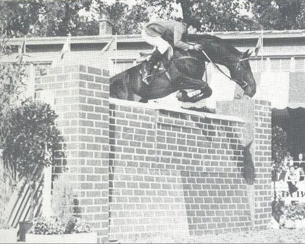 stallion Widukind de Lauzelle (Belgian Warmblood, 1970, from Winnetou)