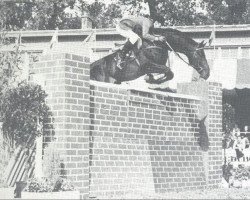 Deckhengst Widukind de Lauzelle (Belgisches Warmblut, 1970, von Winnetou)