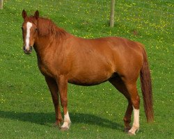 broodmare Indiana de Lauzelle (Belgian Warmblood, 1985, from Askan de Lauzelle)