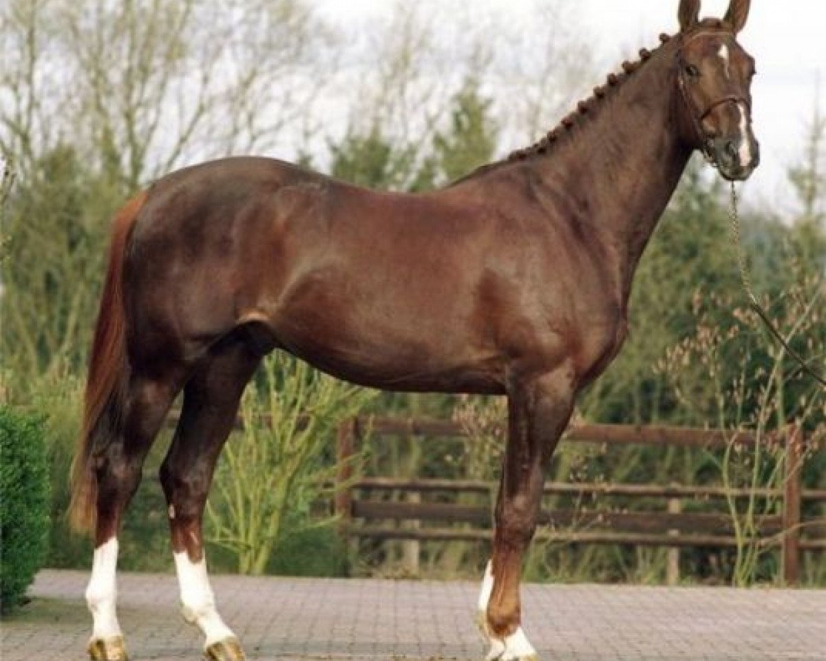 Deckhengst Virus de Laubry (Belgisches Warmblut, 1998, von Skippy II)
