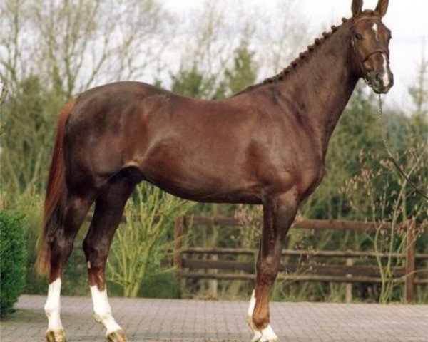 stallion Virus de Laubry (Belgian Warmblood, 1998, from Skippy II)