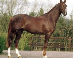 Deckhengst Virus de Laubry (Belgisches Warmblut, 1998, von Skippy II)