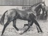 stallion Lagerfeld (Holsteiner, 1984, from Lago Maggiore)