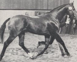 stallion Lagerfeld (Holsteiner, 1984, from Lago Maggiore)