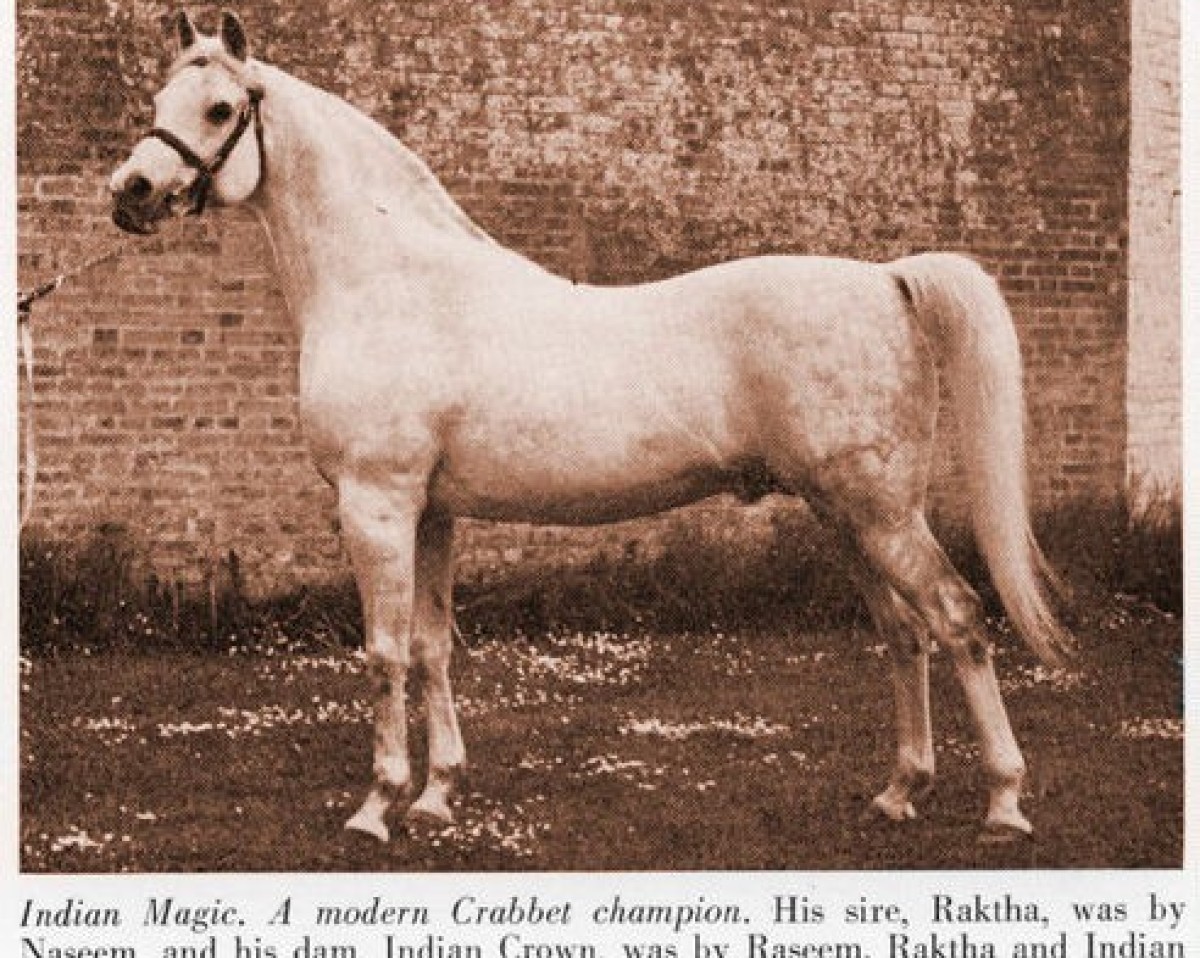 stallion Indian Magic ox (Arabian purebred, 1944, from Raktha 1934 ox)