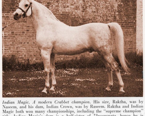 Deckhengst Indian Magic ox (Vollblutaraber, 1944, von Raktha 1934 ox)