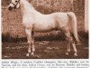 stallion Indian Magic ox (Arabian thoroughbred, 1944, from Raktha 1934 ox)