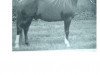 stallion Indriss ox (Arabian thoroughbred, 1962, from Indian Magic ox)