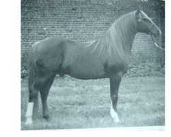 Deckhengst Indriss ox (Vollblutaraber, 1962, von Indian Magic ox)