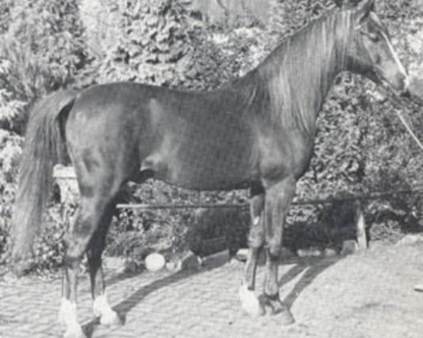 horse Rissaz ox (Arabian thoroughbred, 1965, from Indriss ox)