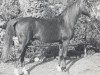 stallion Rissaz ox (Arabian thoroughbred, 1965, from Indriss ox)