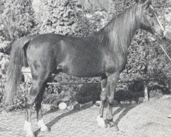 stallion Rissaz ox (Arabian thoroughbred, 1965, from Indriss ox)