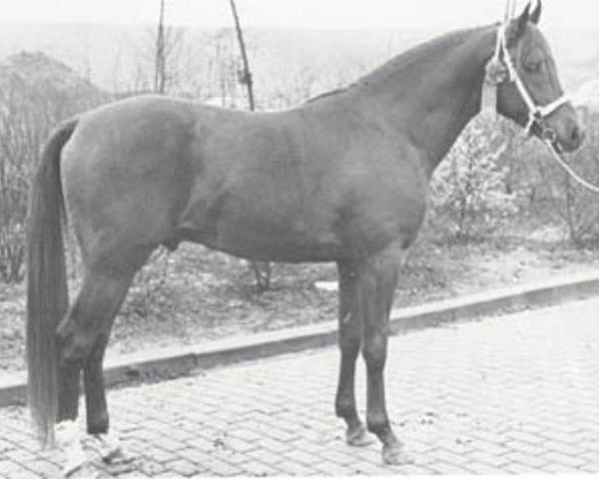 stallion Orion ox (Arabian purebred, 1969, from Rissaz ox)