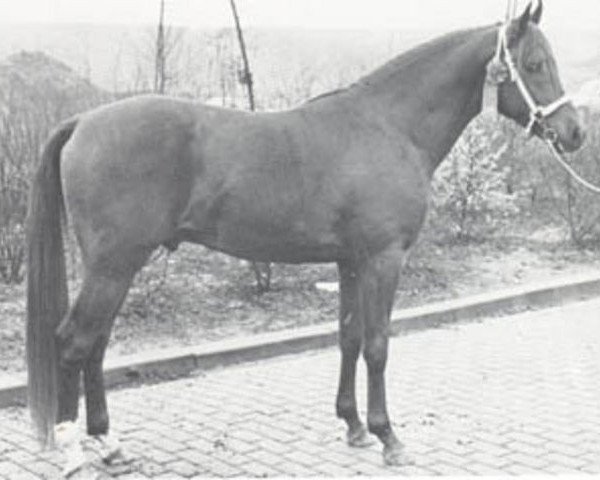 Deckhengst Orion ox (Vollblutaraber, 1969, von Rissaz ox)