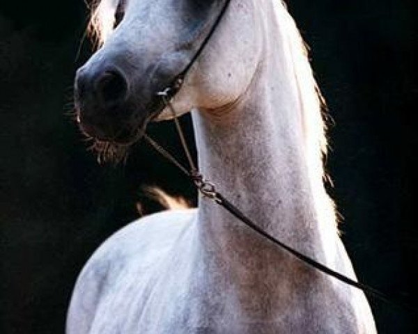stallion Al Adiyat Inshass ox (Arabian thoroughbred, 1985, from Messaoud 1979 ox)