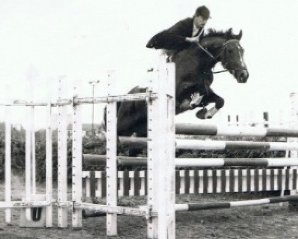 Deckhengst Oscar de Rouhet (Selle Français, 1980, von Huit de Coeur)