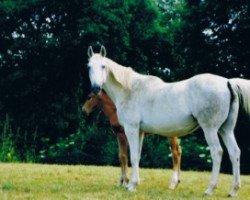 Zuchtstute Tresena de Rouhet AA (Anglo-Araber, 1985, von Elfe du Moulin AA)