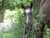 dressage horse De Lorean (Oldenburg, 2013, from De Champ OLD)