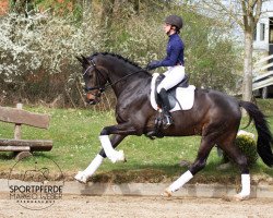 dressage horse Sullivan 88 (Holsteiner, 2018, from Secret)