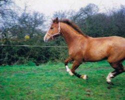 broodmare Alma de Rouhet (Selle Français, 1988, from Alme)