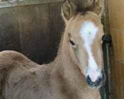 Pferd Theo (Deutsches Reitpony, 2022, von The Braes My Mobility)