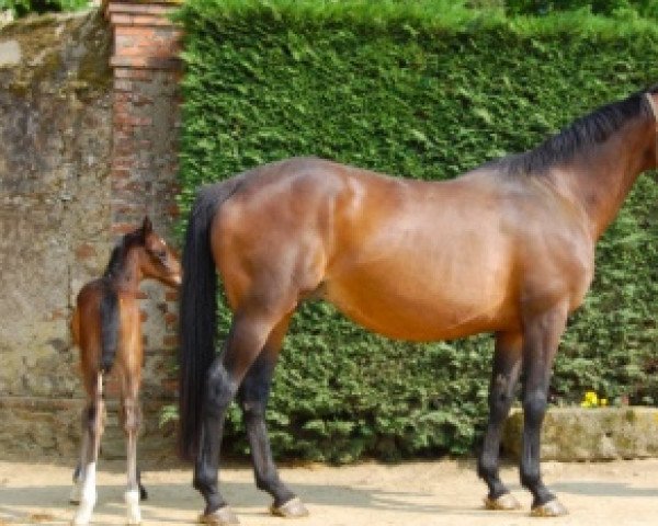 broodmare Kermesse d'Estruval (Selle Français, 1998, from Cadoudal xx)