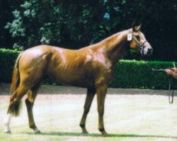 Pferd Maestro de Rouhet (Selle Français, 2000, von Ahorn Z)