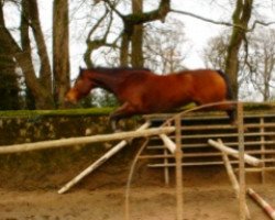 horse Ovation de Rouhet (Selle Français, 2002, from Quick Star)