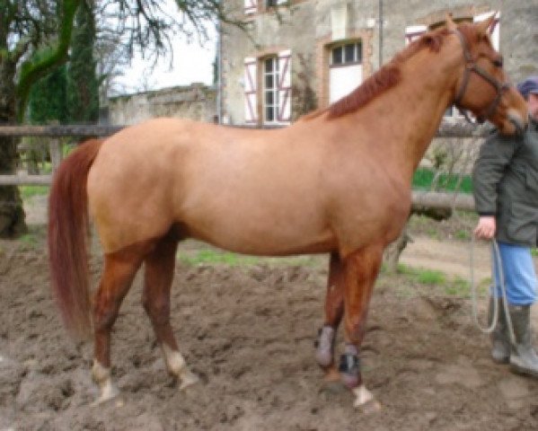 Pferd Onyx de Rouhet (Selle Français, 2002, von Royal Feu)